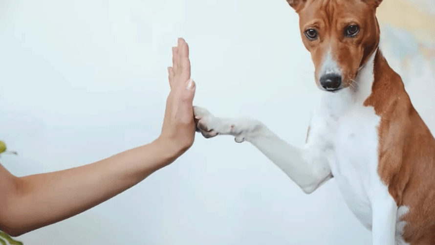 Dog giving a high five to a person.